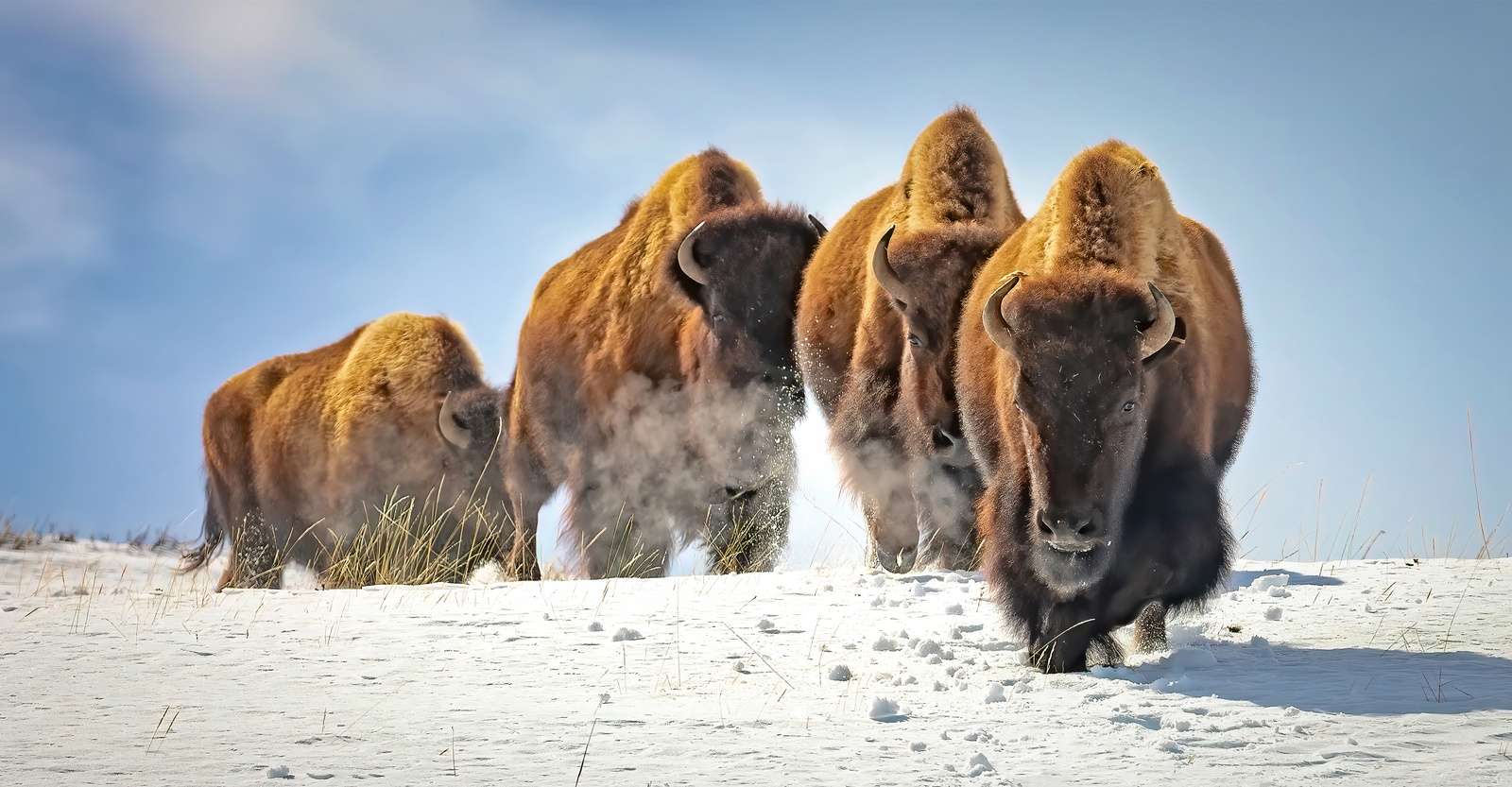 American bison, Yellowstone National Park, Wyoming.