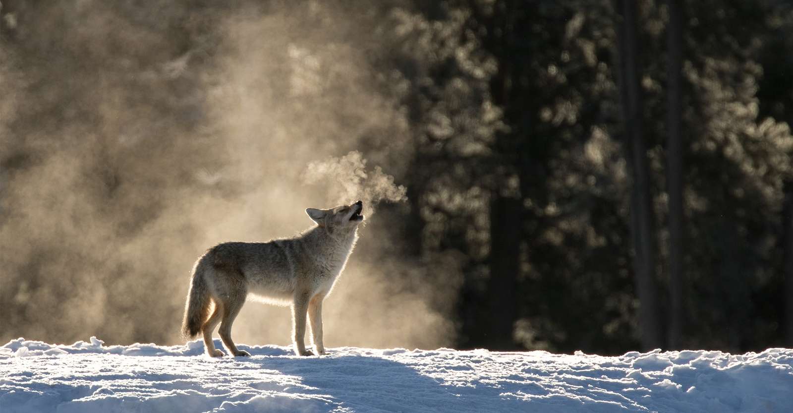 Coyote, Yellowstone National Park, Wyoming.