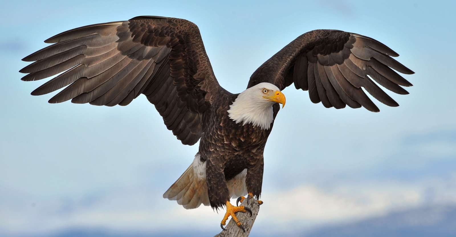 Bald eagle, Yellowstone National Park, Wyoming.