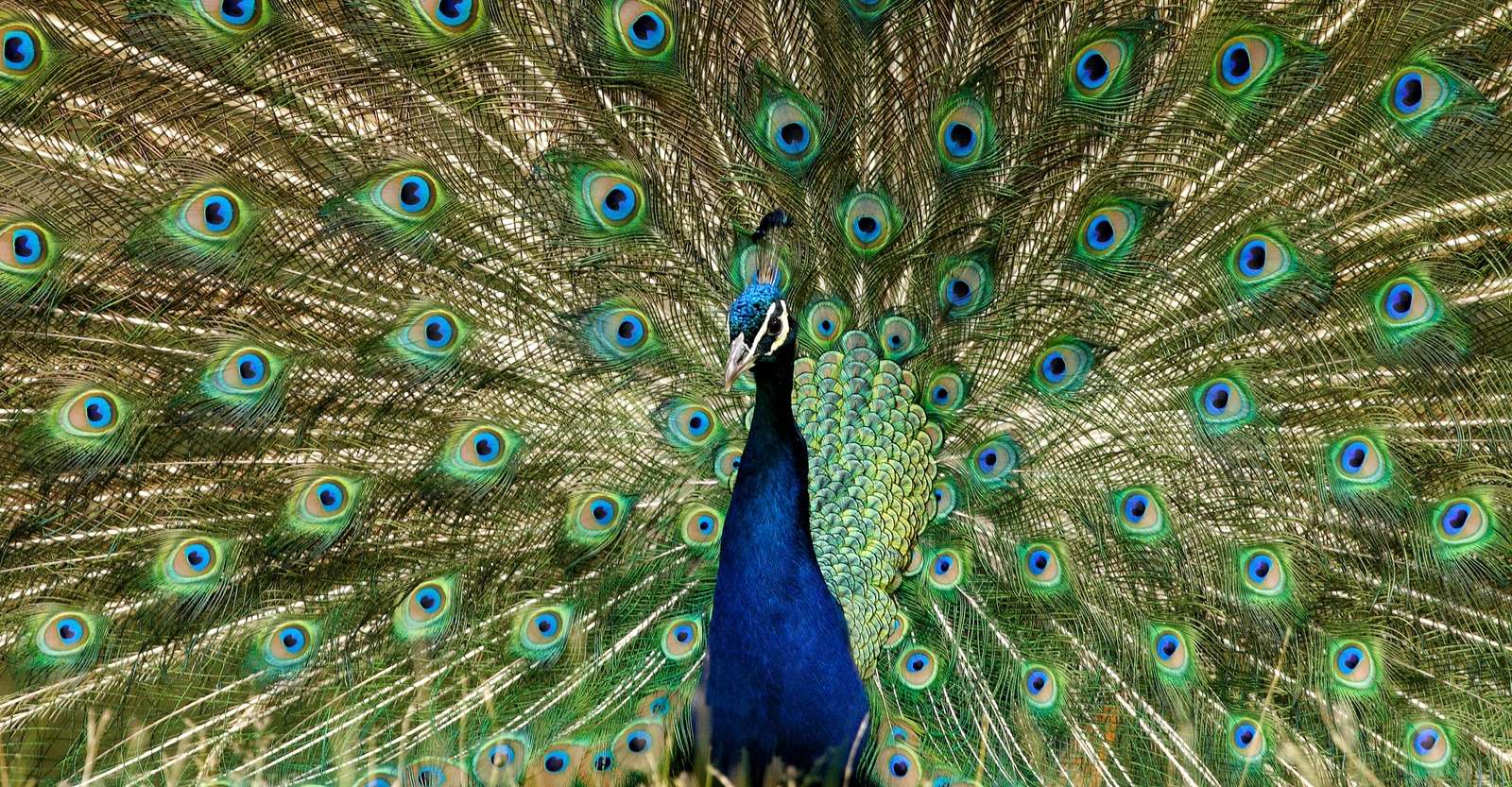 Peacock, Ranthambore National Park, India.