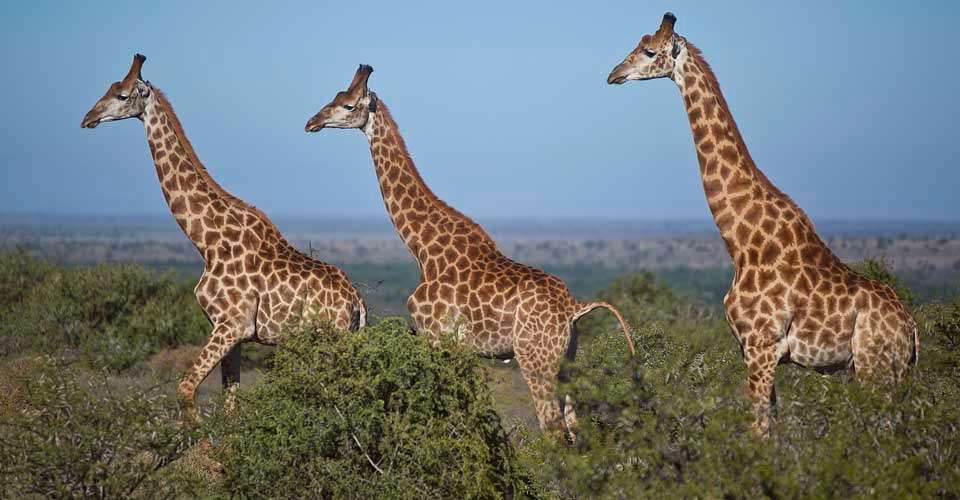 South African giraffes, Samara Private Reserve, South Africa.
