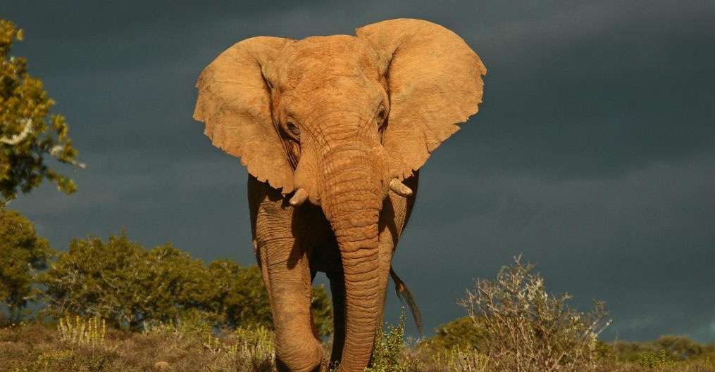 Elephant, Kwandwe Private Game Reserve, South Africa.