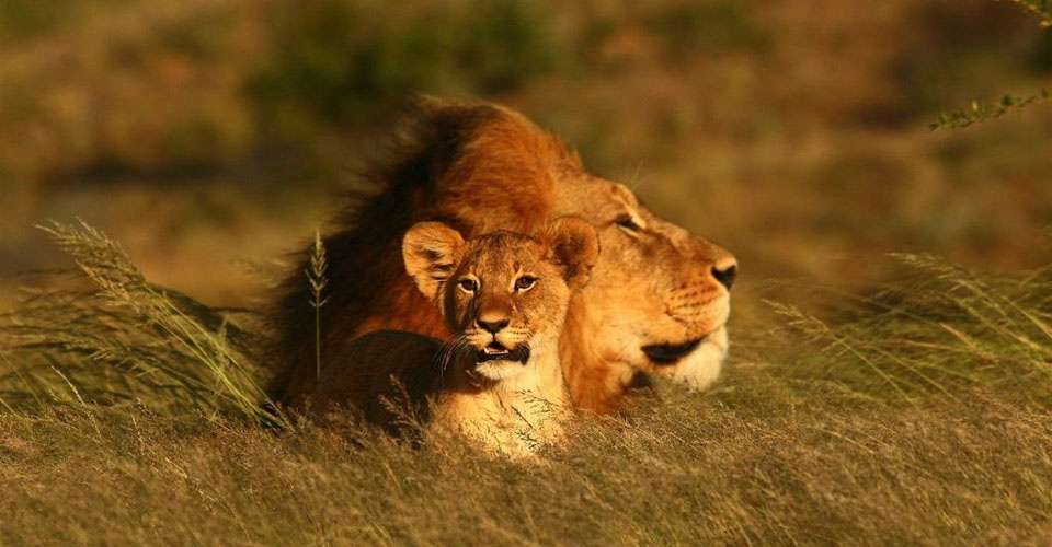 Lion and cub, Kwandwe Private Game Reserve, South Africa.