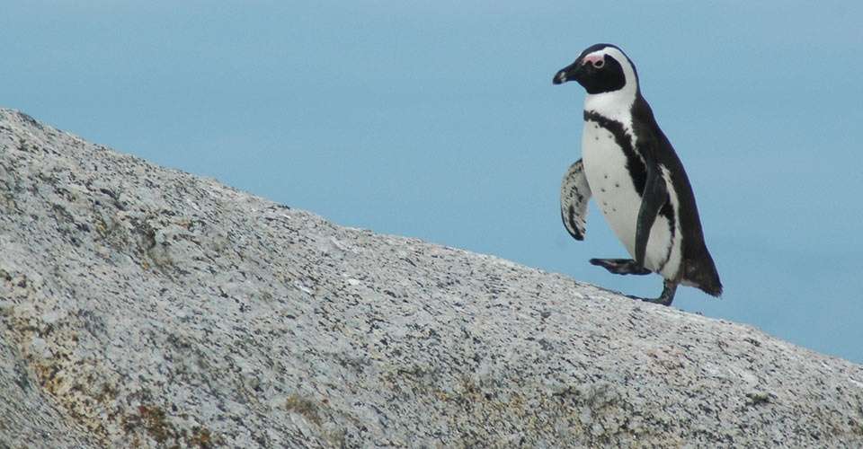 African penguin, Cape Town, South Africa.