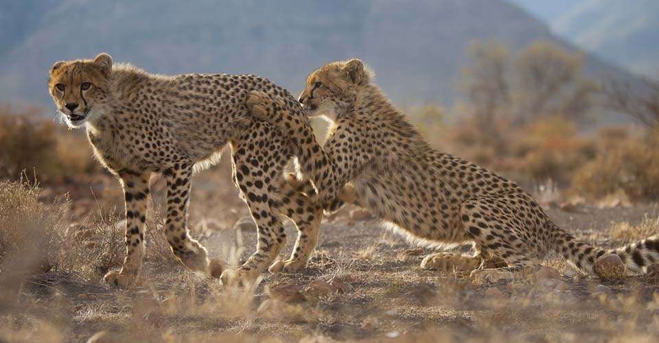 Cheetahs, Samara Private Reserve, South Africa.