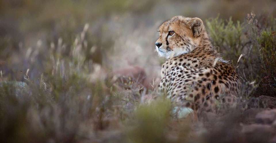 Cheetah, Samara Private Reserve, South Africa.