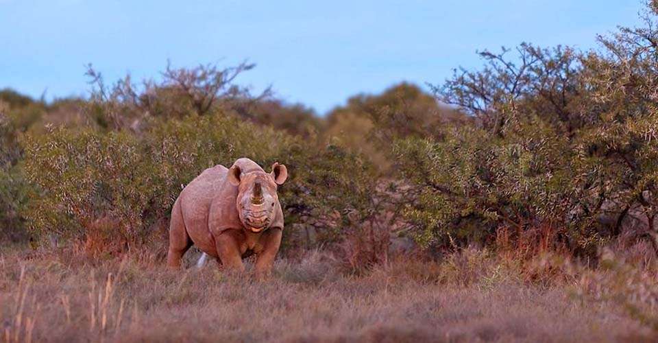 Black rhino, Samara Private Reserve, South Africa.