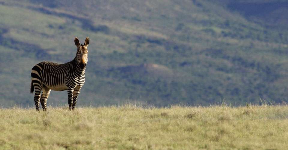 Cape mountain zebra, Samara Private Reserve, South Africa.