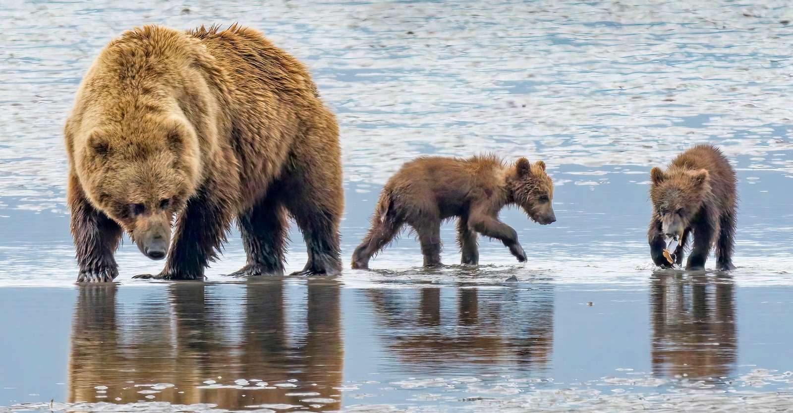 Brown bear and cubs, Lake Clark National Park & Preserve, Alaska.