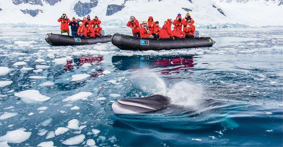Travelers in Zodiacs photographing minke whale, Paradise Bay, Antarctica. 