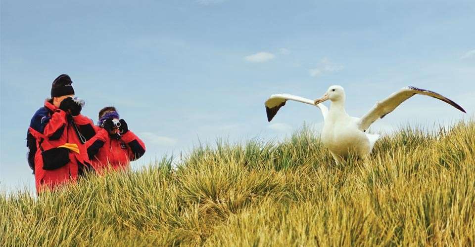 Travelers photographing albatross, South Georgia Island.