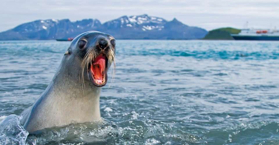 Antarctic fur seal, South Georgia Island.