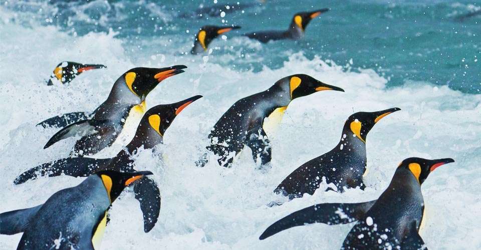 King penguins, Salisbury Plain, South Georgia Island.