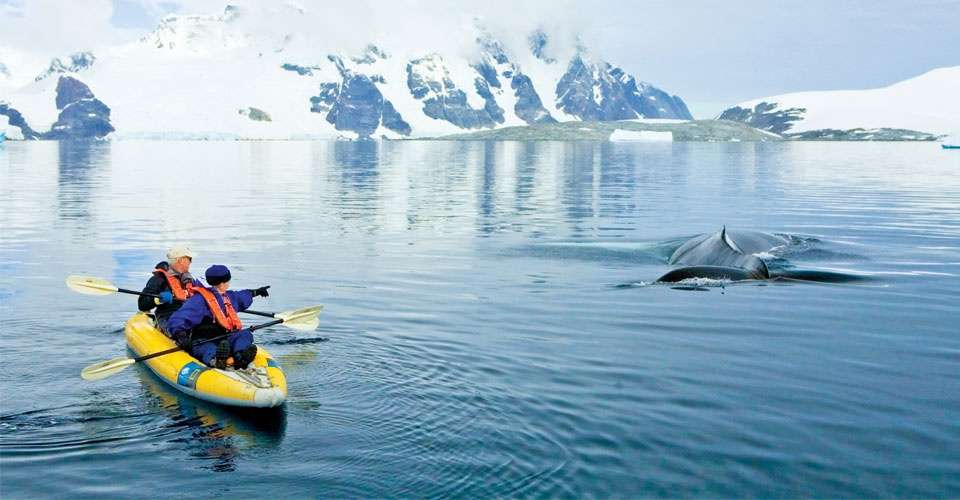 Travelers kayaking past a humpback whale, Yalour Islands, Antarctica.