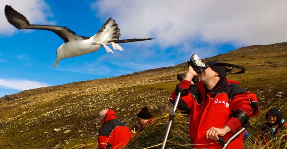 Giant albatross, Falkland Islands.
