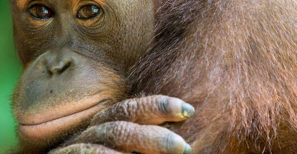 Bornean orangutan, Sepilok Orangutan Sanctuary, Borneo.