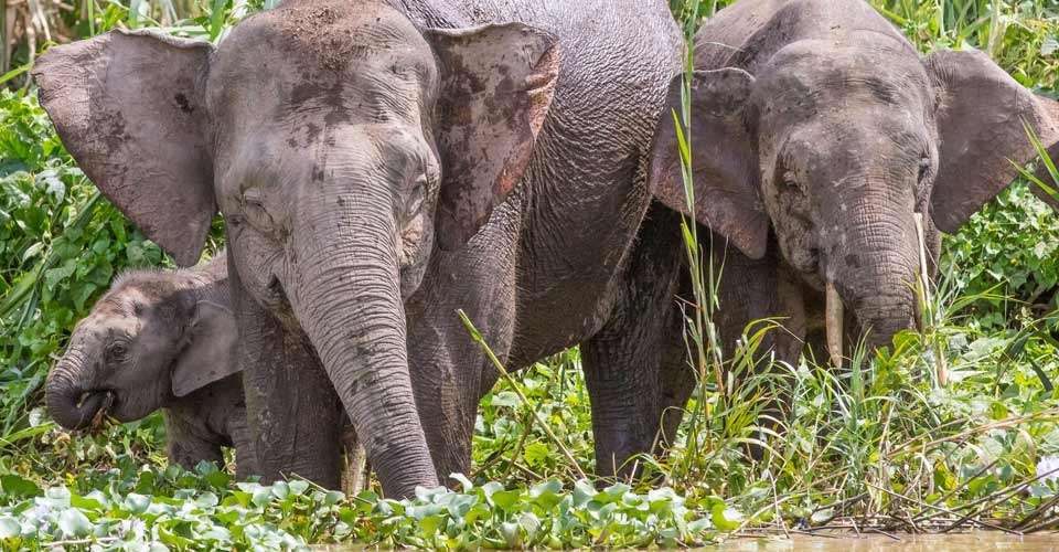 Bornean pygmy elephants, Kinabatangan River, Borneo.