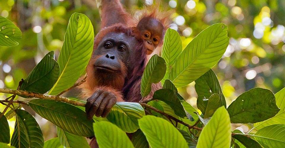 Bornean orangutans, Danum Valley, Borneo.