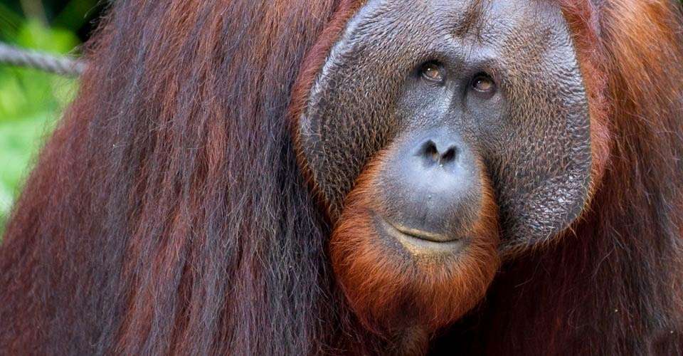 Bornean orangutan, Sepilok Orangutan Sanctuary, Borneo.