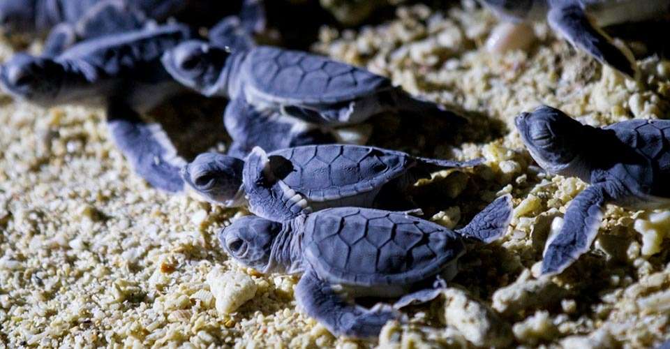 Green sea turtles, Selingan Island, Borneo.