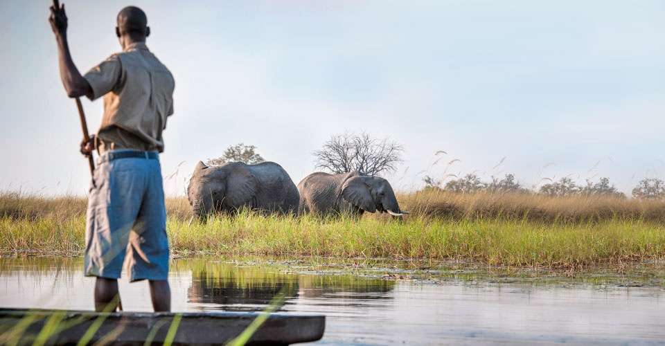 African elephants and local guide paddling mokoro, Okavango Delta, Botswana. 
