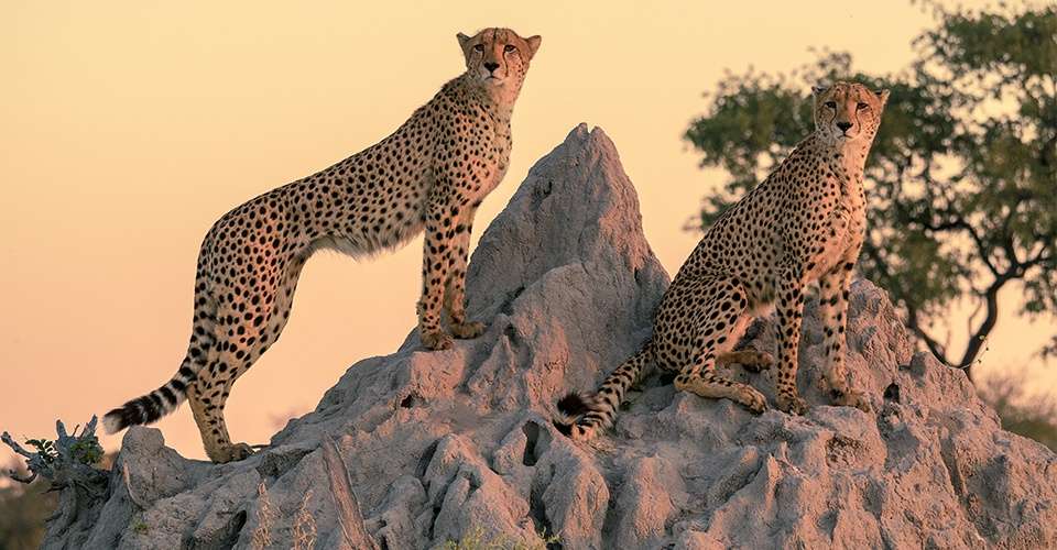 Cheetahs on termite mound, Okavango Delta, Botswana.
