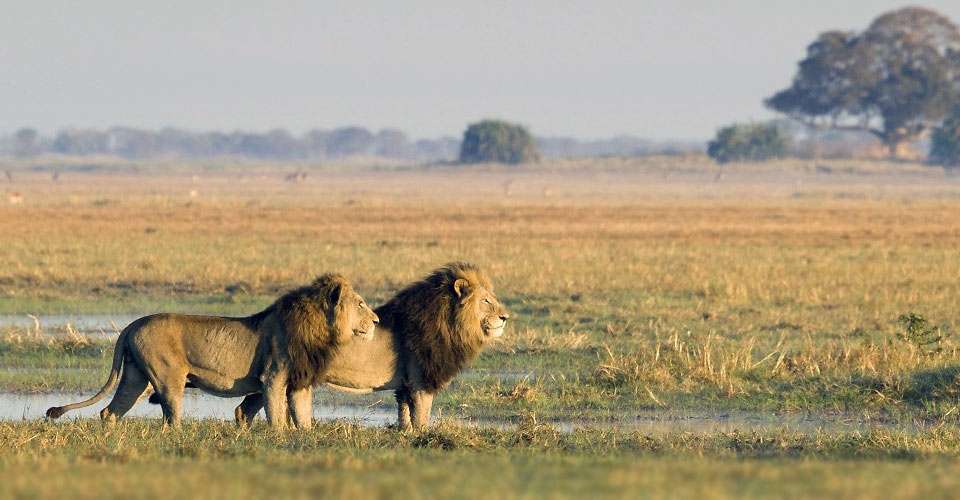 Lions, Okavango Delta, Botswana.