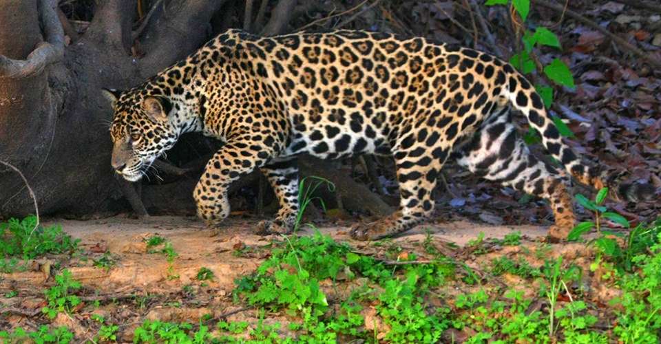 Jaguar, Pantanal, Brazil.