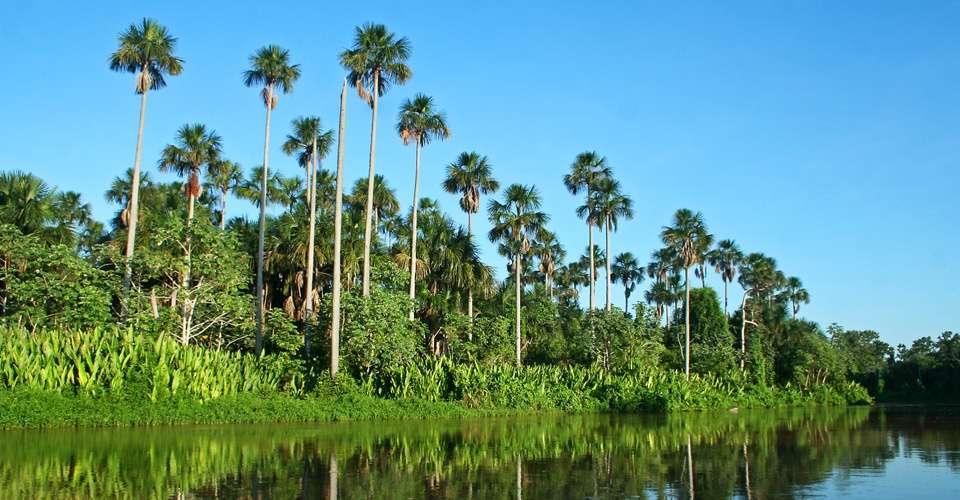 Palm trees, Pantanal, Brazil.