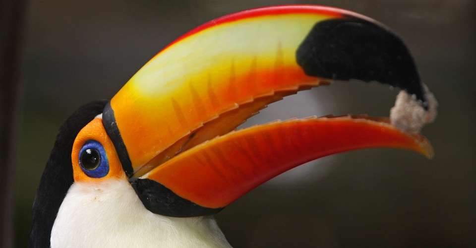 Toco toucan, Pantanal, Brazil.