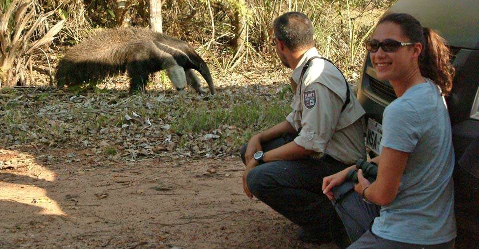 Nat Hab guests and giant anteater, Pantanal, Brazil. 