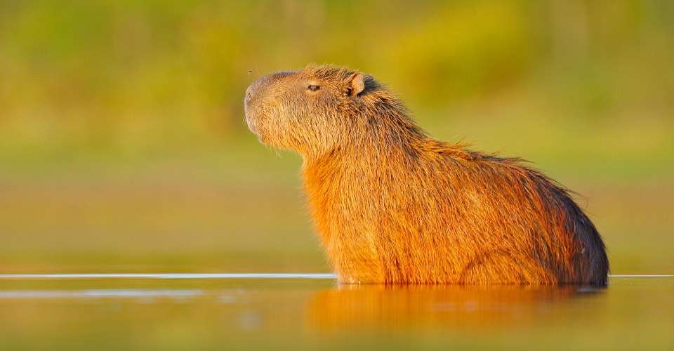 Capybara, Pantanal, Brazil.