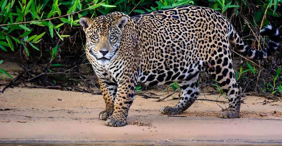 Jaguar, Pantanal, Brazil.