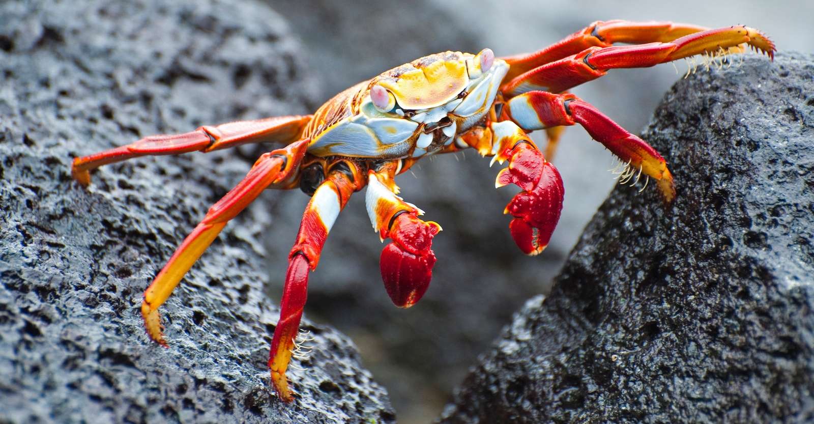 Sally Lightfoot crab, Fernandina Island, Galapagos, Ecuador.