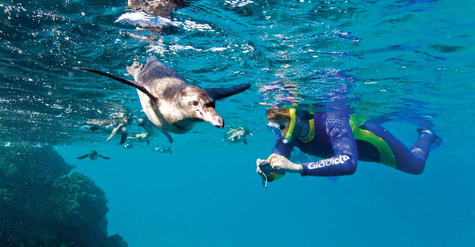 Nat Hab guest snorkeling with Galapagos penguins, Isabela Island, Galapagos, Ecuador.