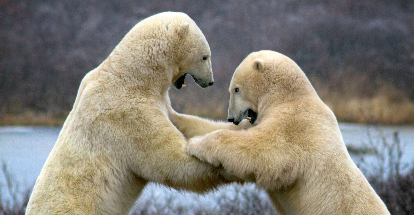 Polar bears sparring, Churchill, Manitoba.