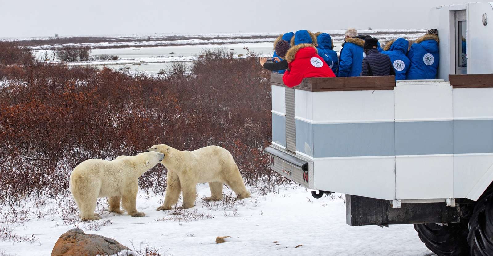 Nat Hab guests watch polar bears from the Polar Rover, Churchill, Manitoba.