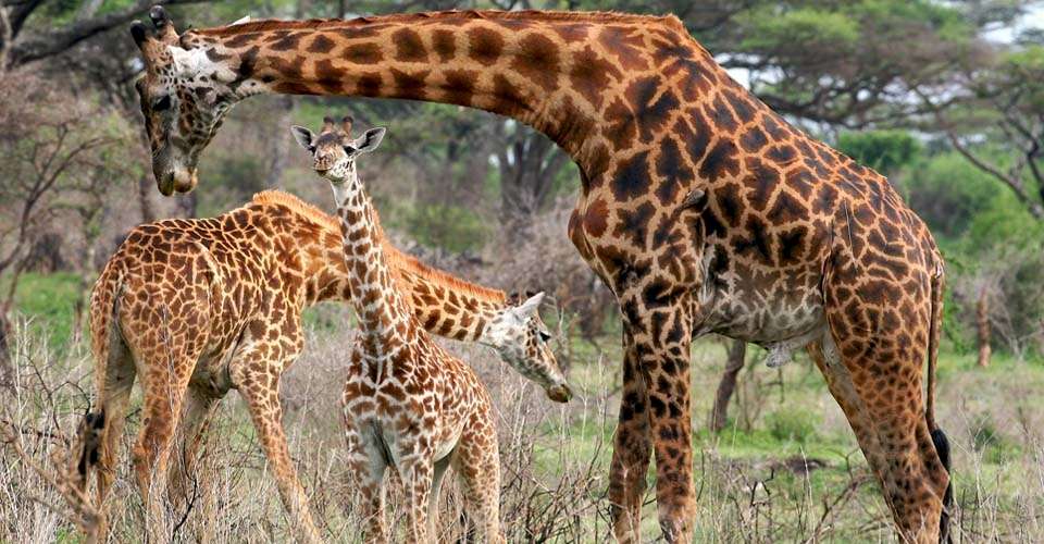 Maasai giraffes, Serengeti National Park, Tanzania.