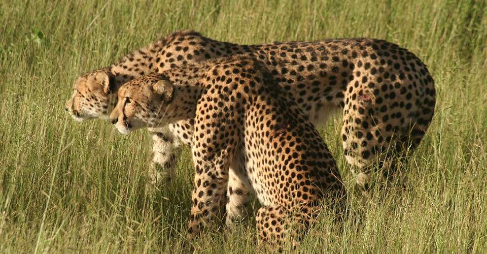 Cheetahs, Serengeti National Park, Tanzania.