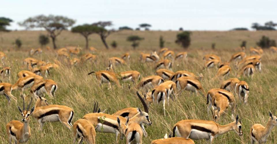 Thomson’s gazelles, Serengeti National Park, Tanzania.