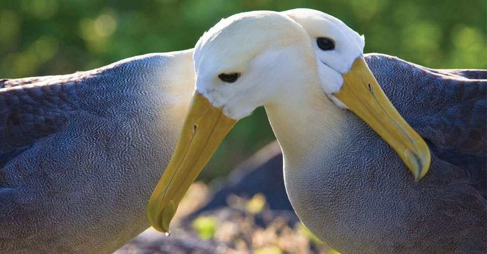 Waved albatrosses, Española Island, Galapagos, Ecuador.