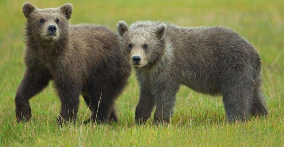 Grizzly bear cubs, Glacier National Park, Montana. 