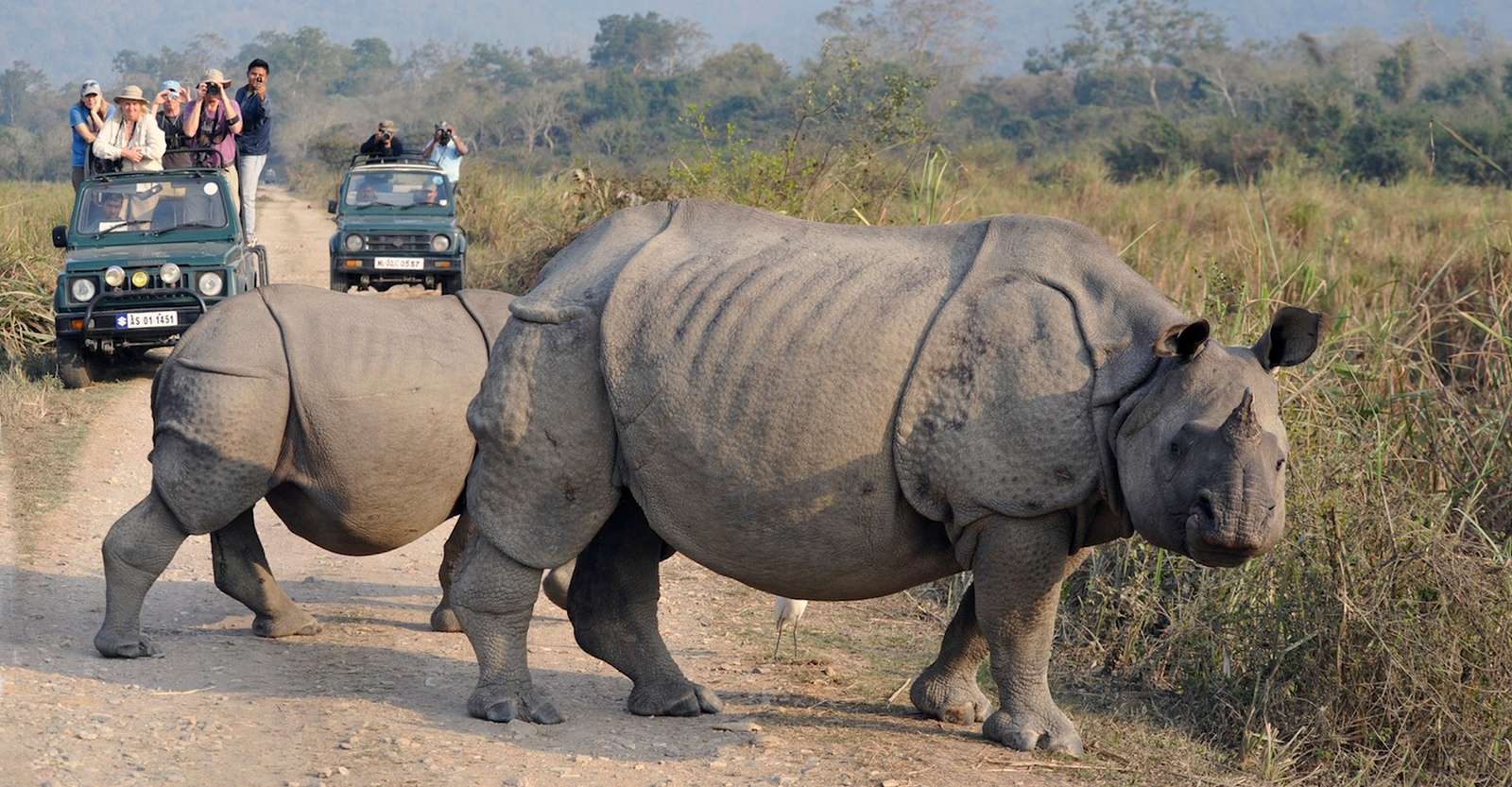 One-horned rhinos and Nat Hab guests, Kaziranga National Park, India.  