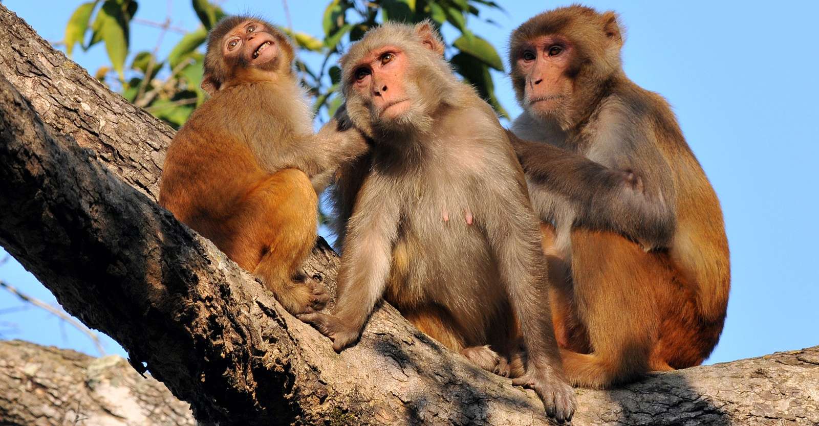 Rhesus monkeys, Kanha National Park, India.