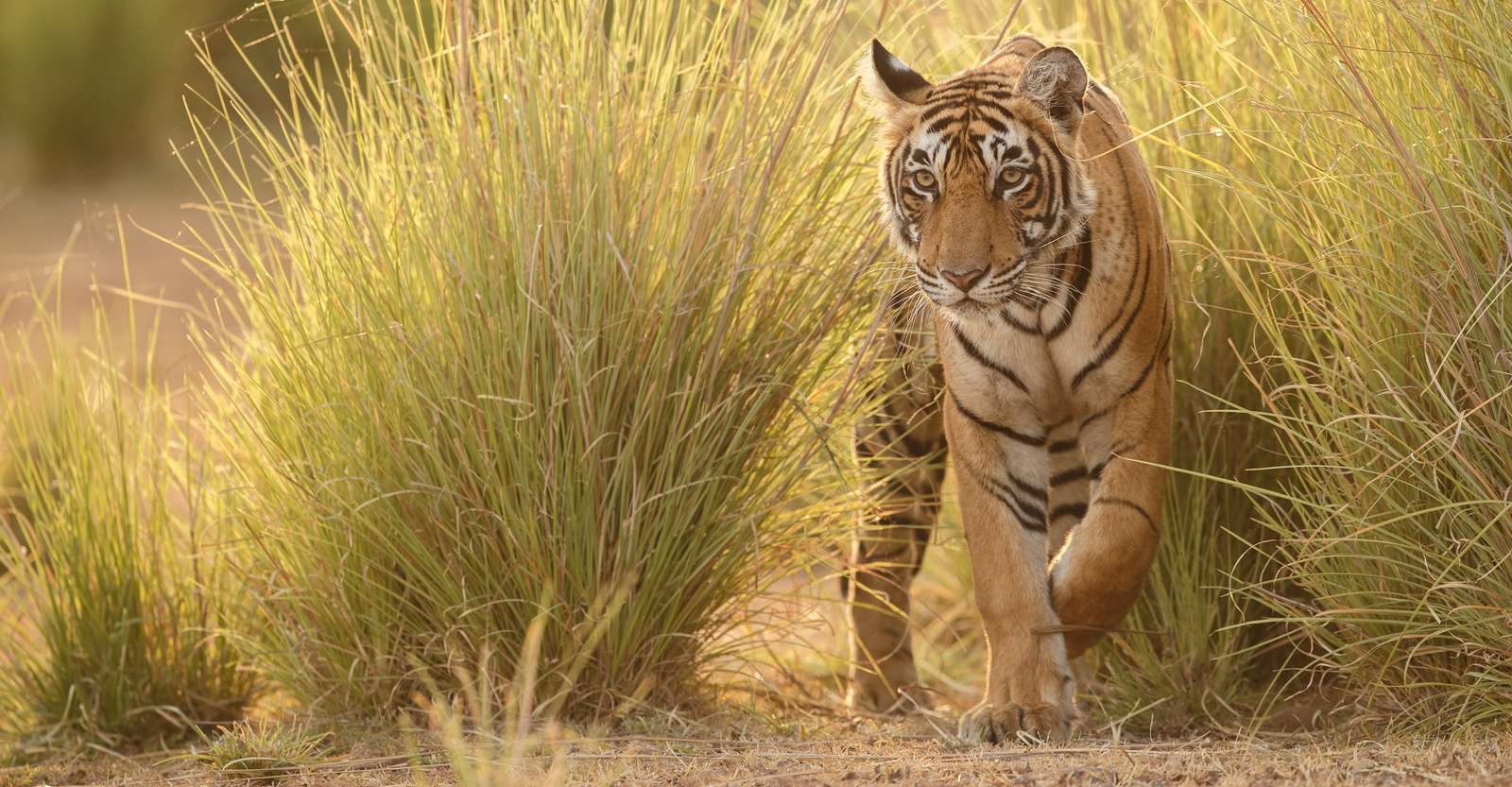 Bengal tiger, India.