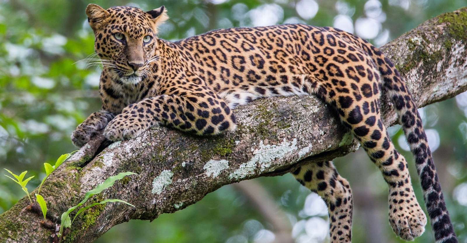 Leopard, Bandhavgarh National Park, India.