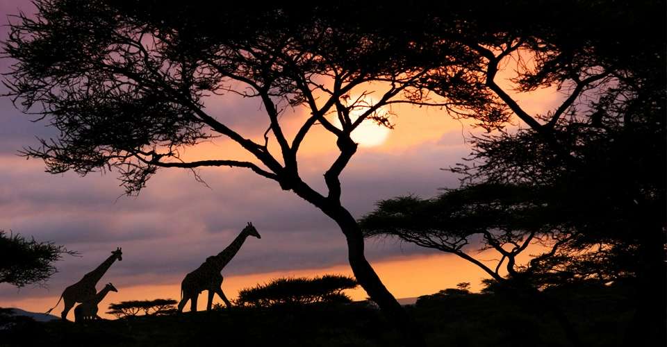 Giraffe, Private Mara Conservancy, Kenya.