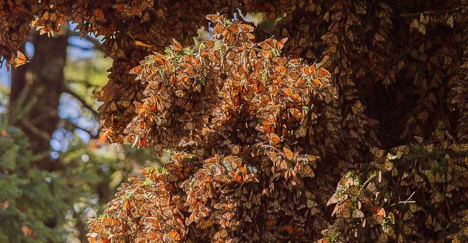 Monarch butterflies on fir tree, Chincua Butterfly Sanctuary, Mexico.