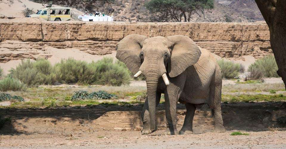 Desert elephant, Hoanib River, Namibia.