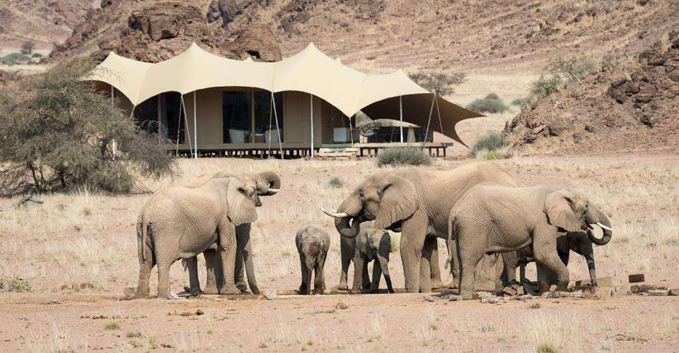 Desert elephants, Hoanib Skeleton Coast Camp, Namibia.